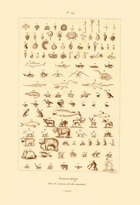 古生物学、1833-39 作： French School
